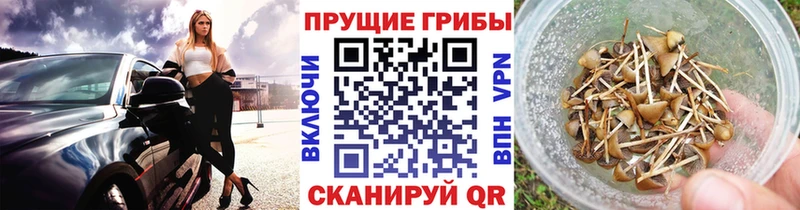 где найти наркотики  Верея  Галлюциногенные грибы Cubensis 